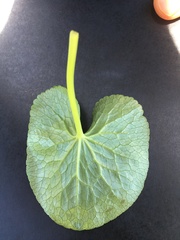 Caltha palustris palustris