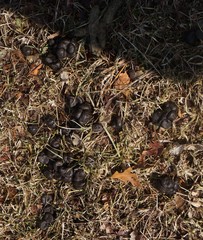 Odocoileus virginianus