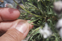 Erigeron denalii