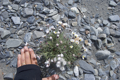 Erigeron denalii
