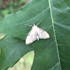 Blepharomastix ranalis