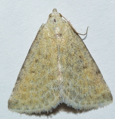 Eublemma lacernaria