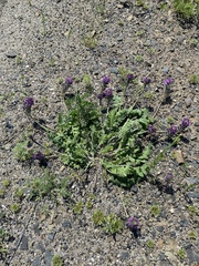 Oxytropis sylvatica