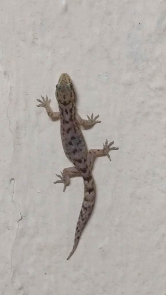 Kodaikanal Dravid Gecko