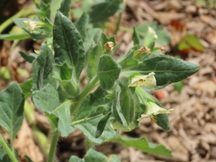 Hyoscyamus albus