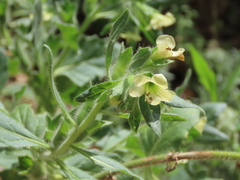 Hyoscyamus albus
