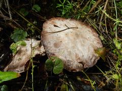 Agaricus austrovinaceus