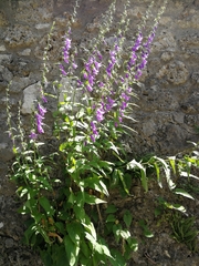 Campanula rapunculoides