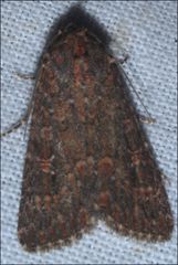 Hypoperigea tonsa