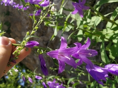 Campanula rapunculoides