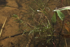 Callitriche hermaphroditica