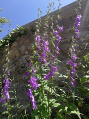 Campanula rapunculoides