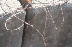 Parthenocissus quinquefolia