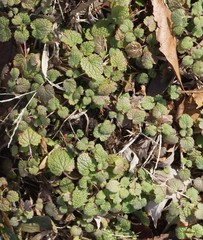 Lamium purpureum