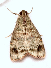 Stericta concisella
