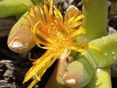 Glottiphyllum regium