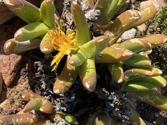 Glottiphyllum regium