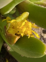 Glottiphyllum regium