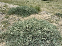 Atraphaxis frutescens