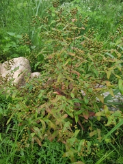 Hypericum sampsonii