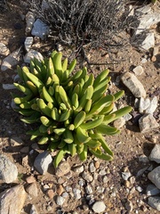 Glottiphyllum regium