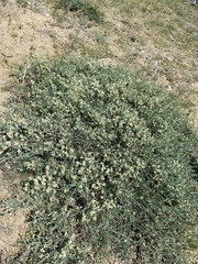 Atraphaxis frutescens