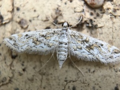Parapoynx allionealis