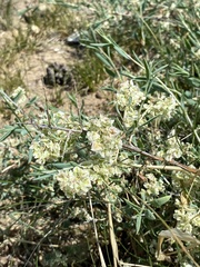 Atraphaxis frutescens