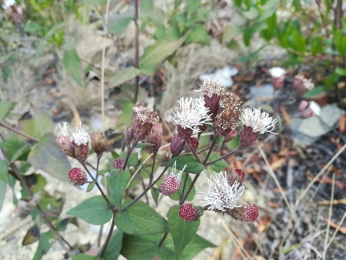 Bigelow's thoroughwort (Chromolaena bigelovii)