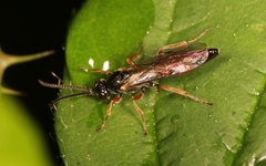 Atractodes
