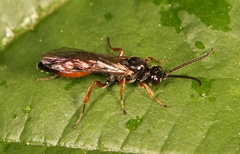 Atractodes