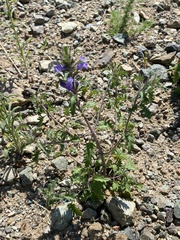 Dracocephalum olchonense