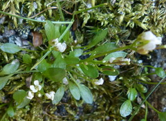 Cardamine bellidifolia