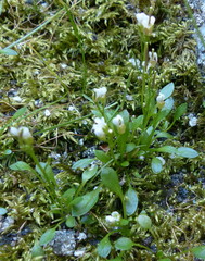 Cardamine bellidifolia