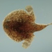 Halieutichthys aculeatus - Photo (c) NOAA Photo Library,  זכויות יוצרים חלקיות (CC BY)