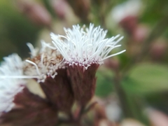 Chromolaena bigelovii