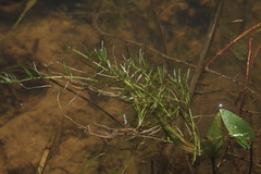 Callitriche hermaphroditica