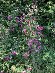 Lathyrus grandiflorus