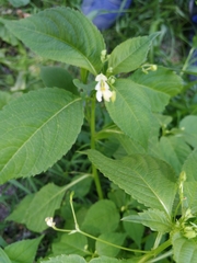 Impatiens parviflora