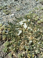 Astragalus scaberrimus