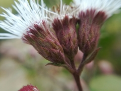 Chromolaena bigelovii