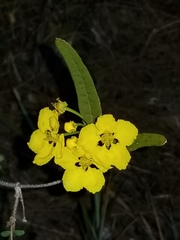 Stigmaphyllon sagraeanum