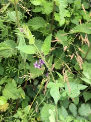 Solanum dulcamara