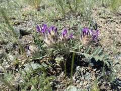 Astragalus laguroides