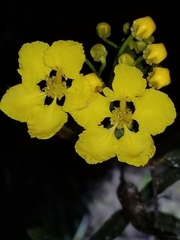 Stigmaphyllon sagraeanum