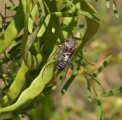 Diceroprocta eugraphica