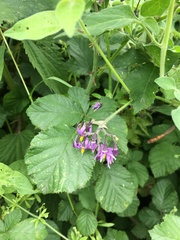 Solanum dulcamara