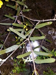 Stigmaphyllon sagraeanum