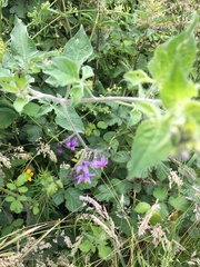 Solanum dulcamara