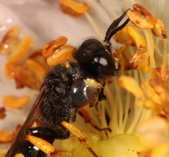 Crabro cribrarius